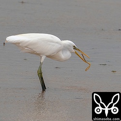 アナゴのような細長い魚を捕まえたカラシラサギ。