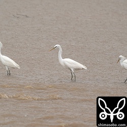 大雨の中、河口で狩りをする3羽のカラシラサギ。