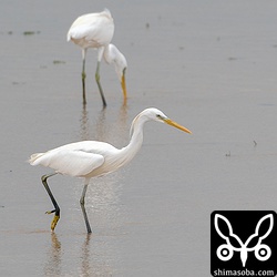渡りの途中だからか、もともとそういう性格なのか、カラシラサギはクロサギのようにほかの個体を追いかけ回すようなことはしません。