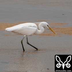こちらのカラシラサギは小さなハゼの仲間を捕まえました。
