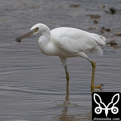 白色型のクロサギは小さな熱帯魚を捕まえた。