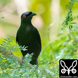 警戒心はあまりありませんでしたが、カラスとディスプレイ飛行をするキジバトにはよく反応していました。