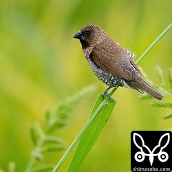 シマキンパラの成鳥。米も食害しますが、雑草の種子も食べてくれます。