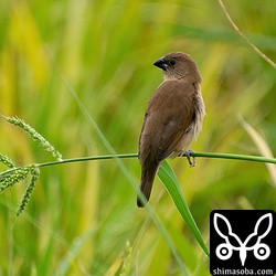 シマキンパラの幼鳥。この小さな群れは、幼鳥を何羽か引き連れていました。