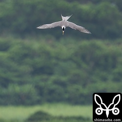 あちこちで急降下するオオアジサシの姿が見えるのですが、全て遠かったですね…。