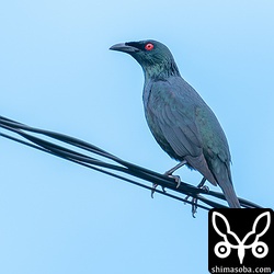 光の角度によっては、金属光沢を帯びた美しい姿を見せてくれました。ミドリカラスモドキの名が示す通り、深い緑色の羽と赤い目が印象的です。