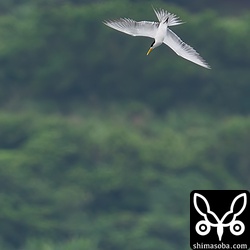 獲物を見つけて急降下。