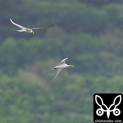 雨が強くなってきましたが、オオアジサシは盛んにエサをとっていました。防水機能のない私は退散です…。
