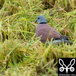 超早場米の刈り取りあとで落穂をついばむベニバト。