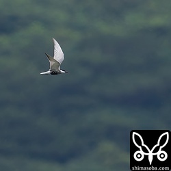 クロハラアジサシも数羽、オオアジサシの群れと交じり狩りをしていました。