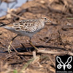 ウズラシギ夏羽は3羽ほどいました。。久しぶりに見た。^^