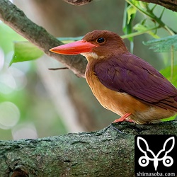 車が下を通っても逃げない程度に警戒心のない個体です。