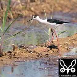 セイタカシギは十数羽。