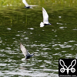 飛び回るのはただの沈砂池ですが、視界に金網が入らないとなかなかいい雰囲気です。