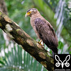 林道ではカンムリワシのメスがヒカゲヘゴに止まっていました。