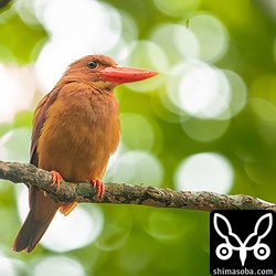 上の個体とつがいのメス個体。観察しているアカショウビンの中で最も警戒心の薄い個体です。