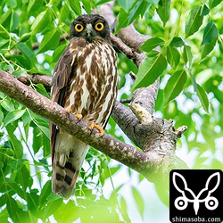 巣を見守るアオバズクのオス。長いこと同じ営巣木を使っているペアです。