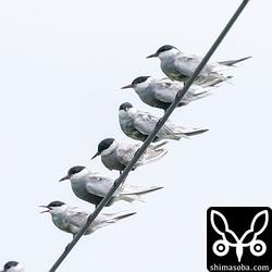 1羽だけカメラ目線のクロハラアジサシ。