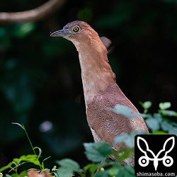 毎日のように公園の駐車場に現れるズグロミゾゴイ。