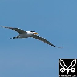 雲の隙間からのぞいた青空をバックにオオアジサシが飛んでくれました。