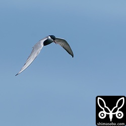 オオアジサシとともに海上を飛び回っていたクロハラアジサシ。