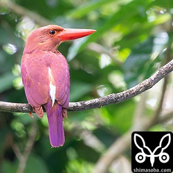 オスと思われるアカショウビン。初めて観察する個体です。