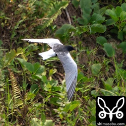 ハジロクロハラアジサシの背中はかなり黒っぽい灰色です。