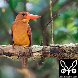 上の個体とペアとなっているメス個体。こちらも比較的警戒心が薄いです。