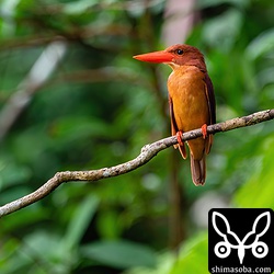 上と同じ個体。美しい緑にアカショウビンの赤色がよく映えます。