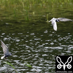 クロハラアジサシたちは水面を飛び回り獲物探し。