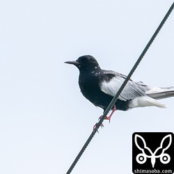 電線に止まるハジロクロハラアジサシ。