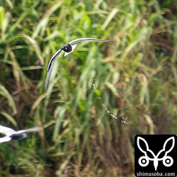ハジロクロハラアジサシが爆弾を落とした!!