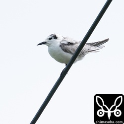 数羽交じっていたクロハラアジサシの第1回夏羽。