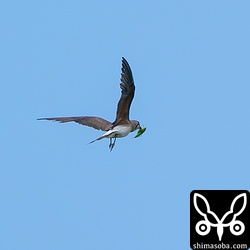 空高くに舞い上がったと思ったらバッタを捕まえていました。あんな高いところをバッタが飛んでいるのにも驚きましたが、それを見つけて捕まえるツバメチドリの視力にも驚かされました。