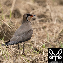 稲刈り後の田んぼで羽を休めるツバメチドリ。もちろん美しい夏羽です。