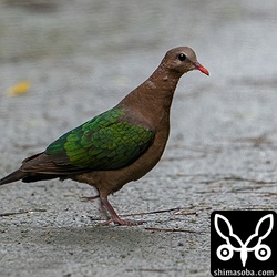 キンバトのメス。警戒心はあまりなかったのですが、とっても暗い環境で写真がぶれてしまいました…。^^;