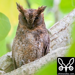 樹上から巣を見張るコノハズクのオス。今季見つけた三つの巣のうち、もっとも観察しやすい環境にあります。