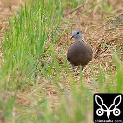 田んぼにはキジバトに交じってベニバトのメスが1羽飛来していました。ベニバトまでめちゃくちゃ遠くてまともに撮れた写真はこれぐらいです…。^^;