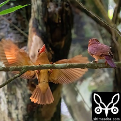 とても暗い環境なのでISO25600でも止まりません。^^;