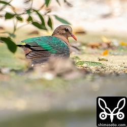 日向ぼっこするキンバト。