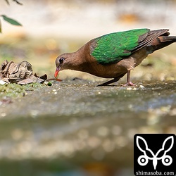 いつもの水場でキンバトのメス。