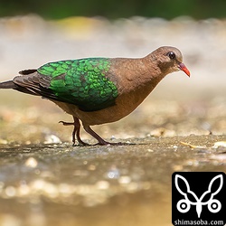 今まではオスと一緒にやってきていましたが、最近はメスだけでやってきます。オスは抱卵中かもしれませんね。