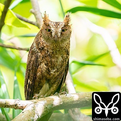 コノハズクのメス。察しのよい方は、これがどういう状況なのか分かると思います。心配です。