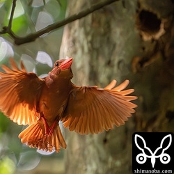 アカショウビンの巣作りは相当に体力を消耗するようで1時間ほど掘り続けると、暑さのためくちばしを半開きにし、息が上がっているようでした。