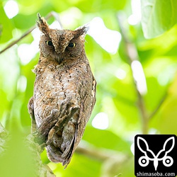 コノハズクのオス。上の個体とペアです。