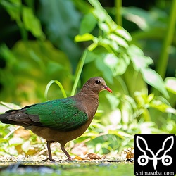 いつもの餌場に現れたキンバト。