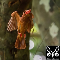 林内は暗くα9m2の優秀なAFも追い切れませんが電子ファインダーは光学ファインダーより置きピンがやりやすいですね。^^