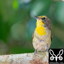さえずるリュウキュウキビタキ。本土のキビタキのさえずりに比べるとずいぶんとのんびりしています。