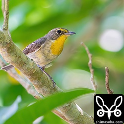 水路の上を枝から枝へ移動していました。