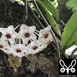 低い位置で咲いて観察しやすかったサクララン。これから開花の最盛期を迎え、私たちの目を楽しませてくれます。